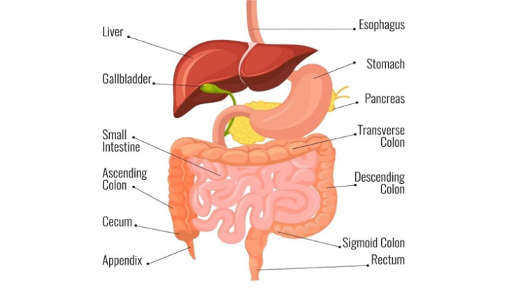 GI Cancers Image