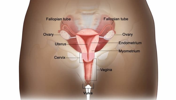 Gynecological Cancers Image